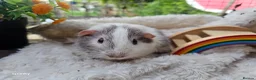 Guinea Pig rodents for sale: Baby boy guineapigs.  - Advert 6