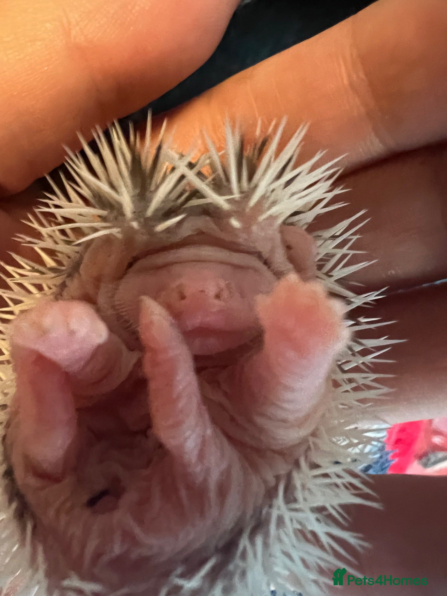 Pygmy Hedgehog rodents African Pygmy hedgehogs  - Advert 16
