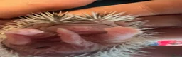 Pygmy Hedgehog rodents for sale: African Pygmy hedgehogs  - Advert 1