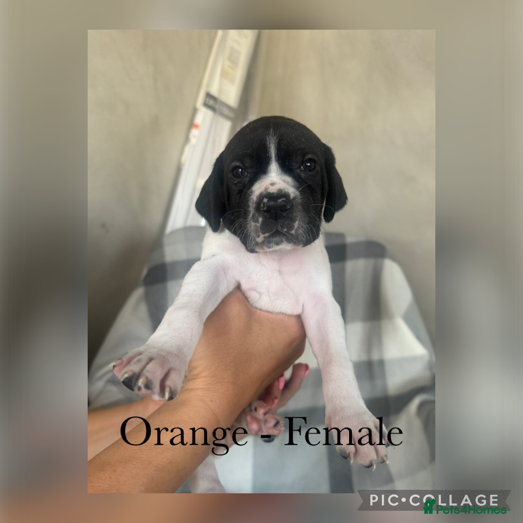 Pointer dogs for sale: English pointer puppies  - Image 15