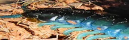Mixed Breed invertebrates for sale: Blue Centipede, Pygmy Scorpion, Big Tooth Spider - Advert 2