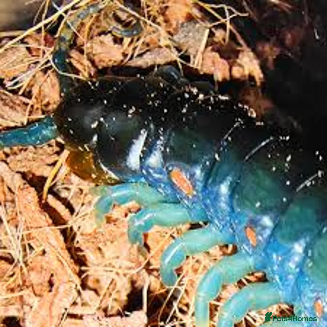 Mixed Breed invertebrates for sale: Blue Centipede, Pygmy Scorpion, Big Tooth Spider - Advert 2