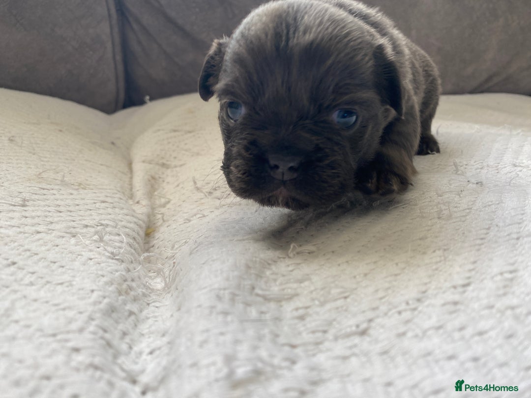 French Bulldog dogs for sale: French bulldogs puppy’s for sale - Advert 10