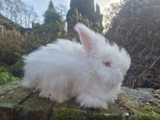 Angora rabbits 💙💗 READY NOW- FULL FACED ANGORA BUNNIES 🐰 - Advert 2