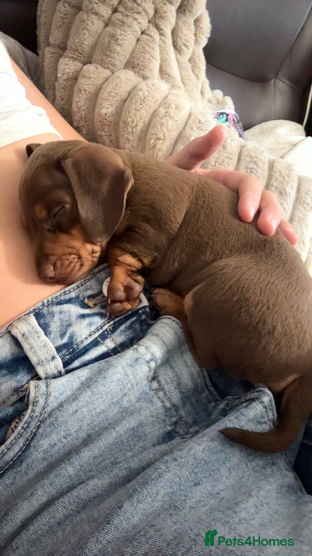 Dachshund dogs for sale: Dachshund puppies  - Image 6