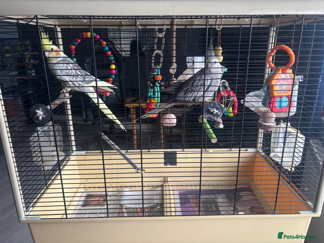 Cockatiels birds for sale: Pair of Handsome Male Cockatiels. Comes with cage  - Advert 2