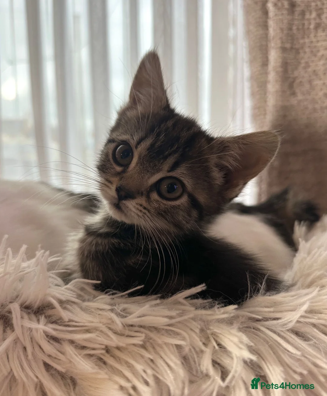 Manx cats for sale: ❤️ 5 adorable & mischievous Manx kittens  ❤️ - Advert 8