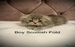 Scottish Fold cats for sale: Selling Adorable Scottish Fold & Straight Kittens - Image 3