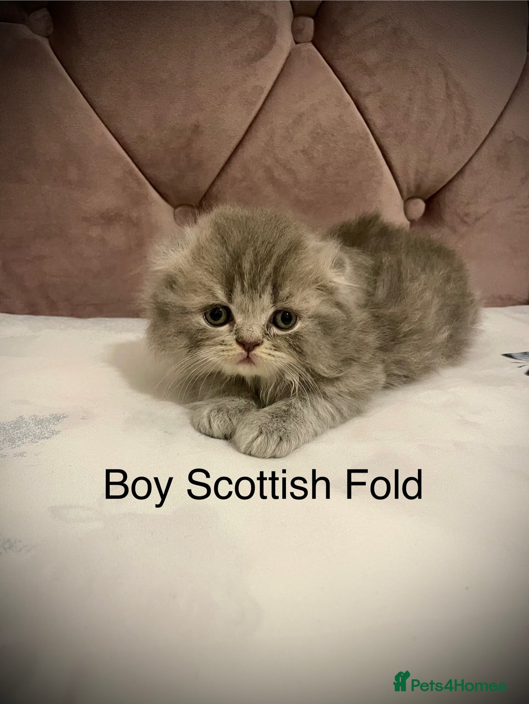 Scottish Fold cats for sale: Selling Adorable Scottish Fold & Straight Kittens - Image 3