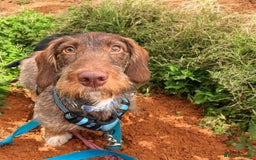 Dachshund dogs for stud: Standard wirehaired dachshund stud  - Image 2