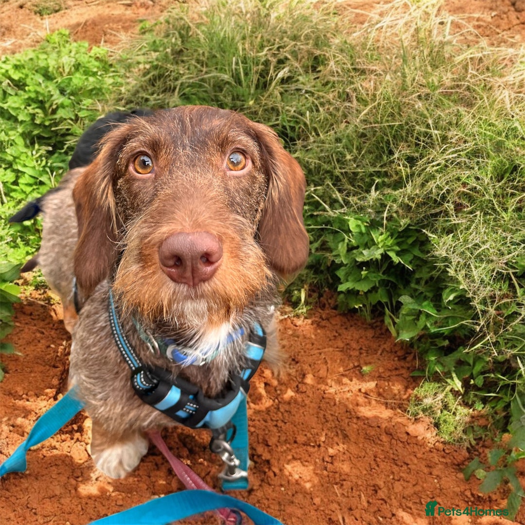 Dachshund dogs for stud: Standard wirehaired dachshund stud  - Image 2