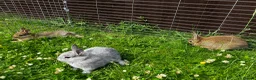Netherland Dwarf rabbits for sale: FOUR BABY NETHERLAND DWARFS FOR SALE - Advert 2