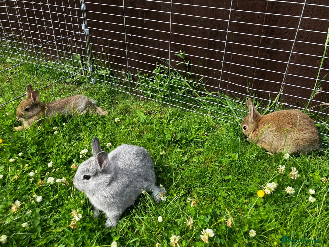 Netherland Dwarf rabbits for sale: FOUR BABY NETHERLAND DWARFS FOR SALE - Advert 2