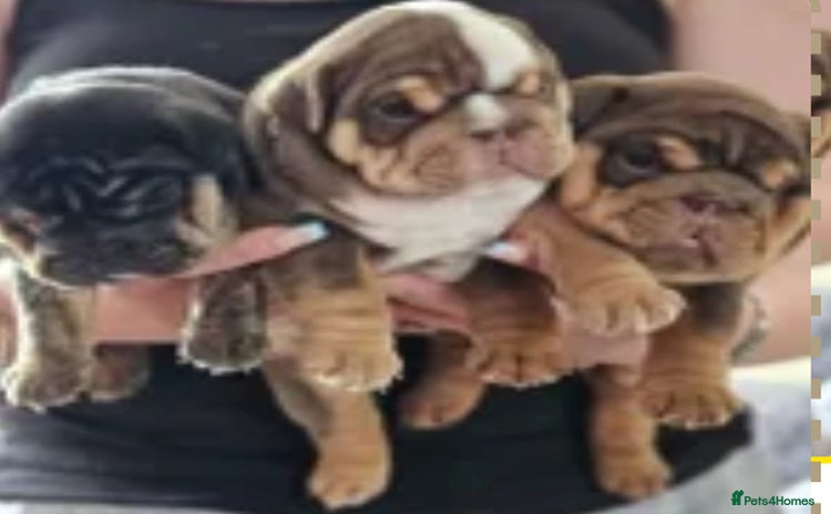 English Bulldog dogs - Advert 3