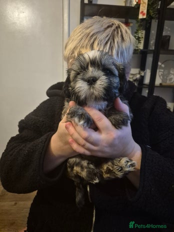 Mixed Breed dogs Ready next week .. - Advert 1