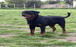 Rottweiler dogs for sale: Beautiful Male Rottweiler  - Image 1