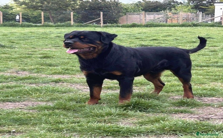 Rottweiler dogs - Advert 6