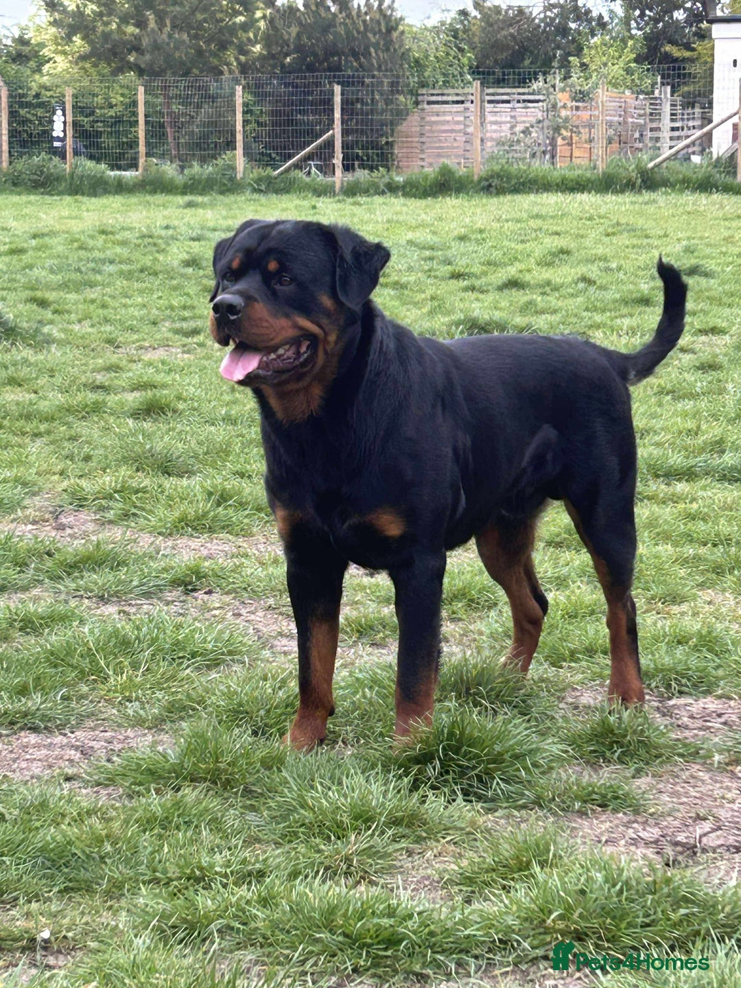 Rottweiler dogs for sale: Beautiful Male Rottweiler  - Image 1
