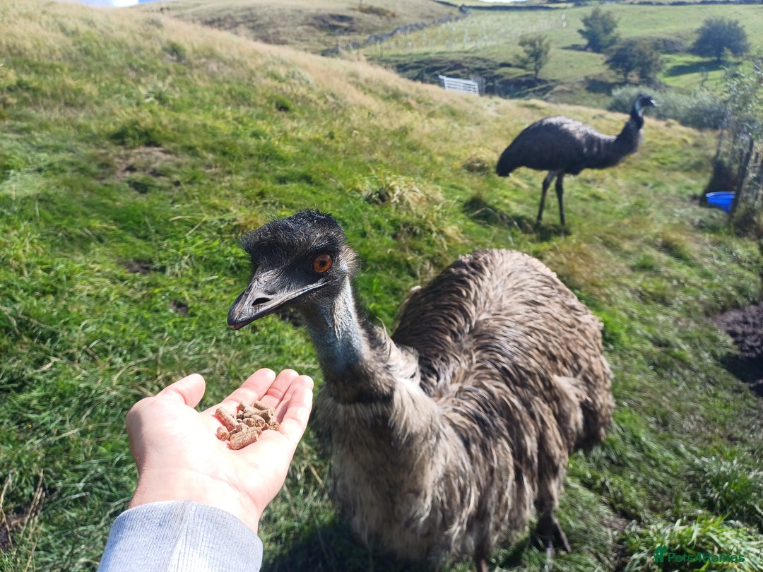 Emus poultry for sale: Beautiful Emus - pets and breeding pair - Image 2