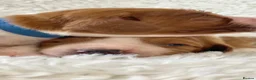 Welsh Springer Spaniel dogs for sale: KC Reg Welsh Springer Spaniels Fully Health Tested - Advert 22
