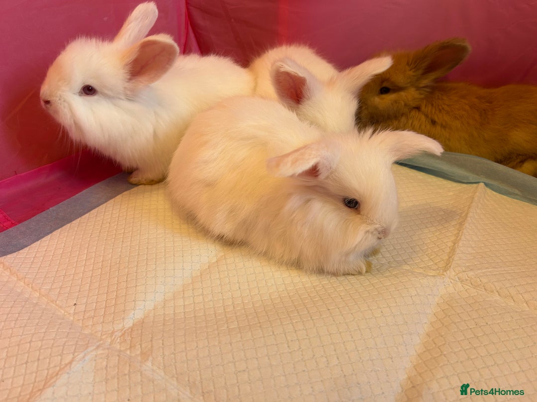 Angora rabbits for sale: English full faced Angora babies  - Image 10