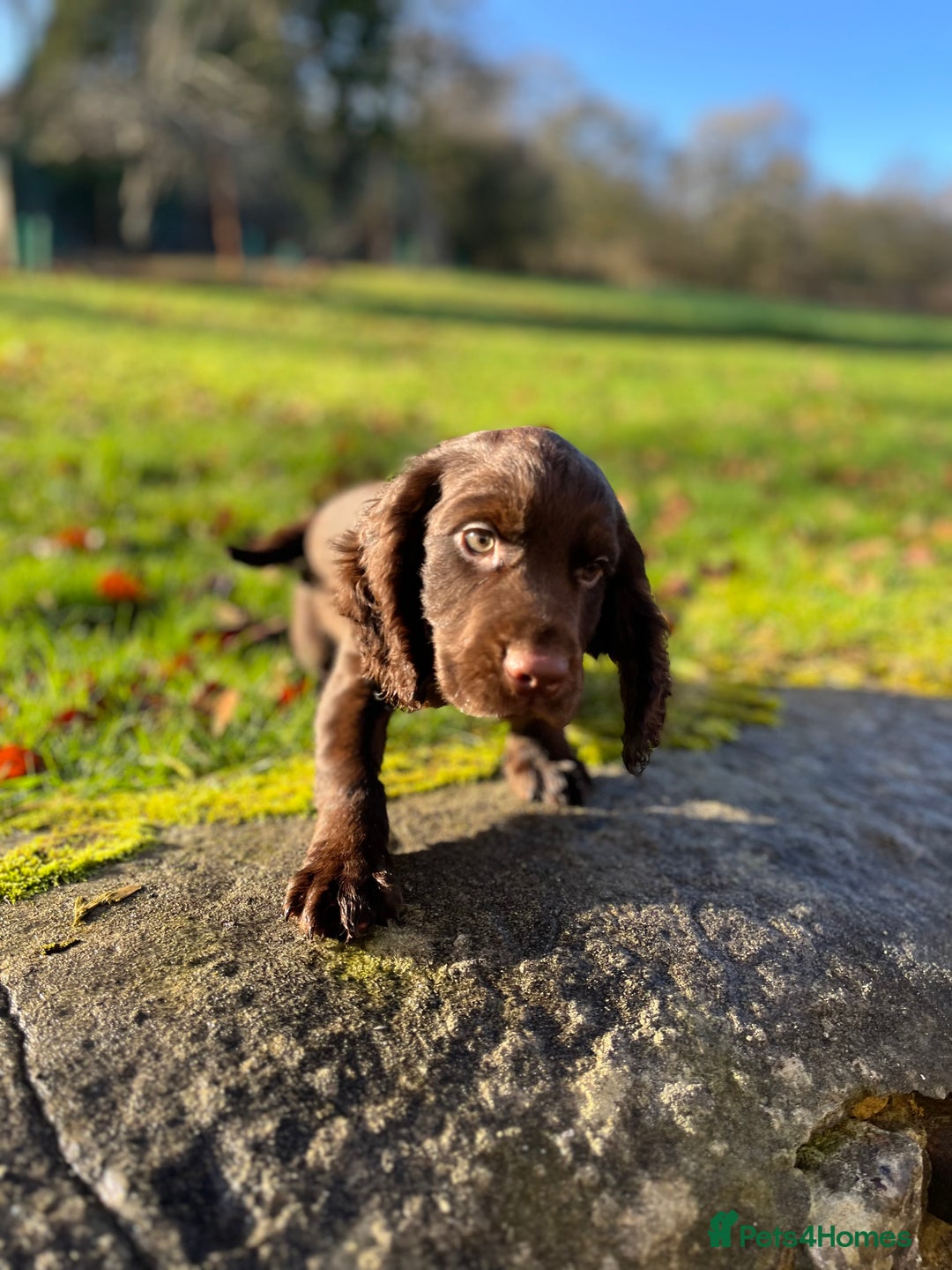 Cocker Spaniel dogs for sale: KC COCKER SPANIEL PUPPIES - Advert 17