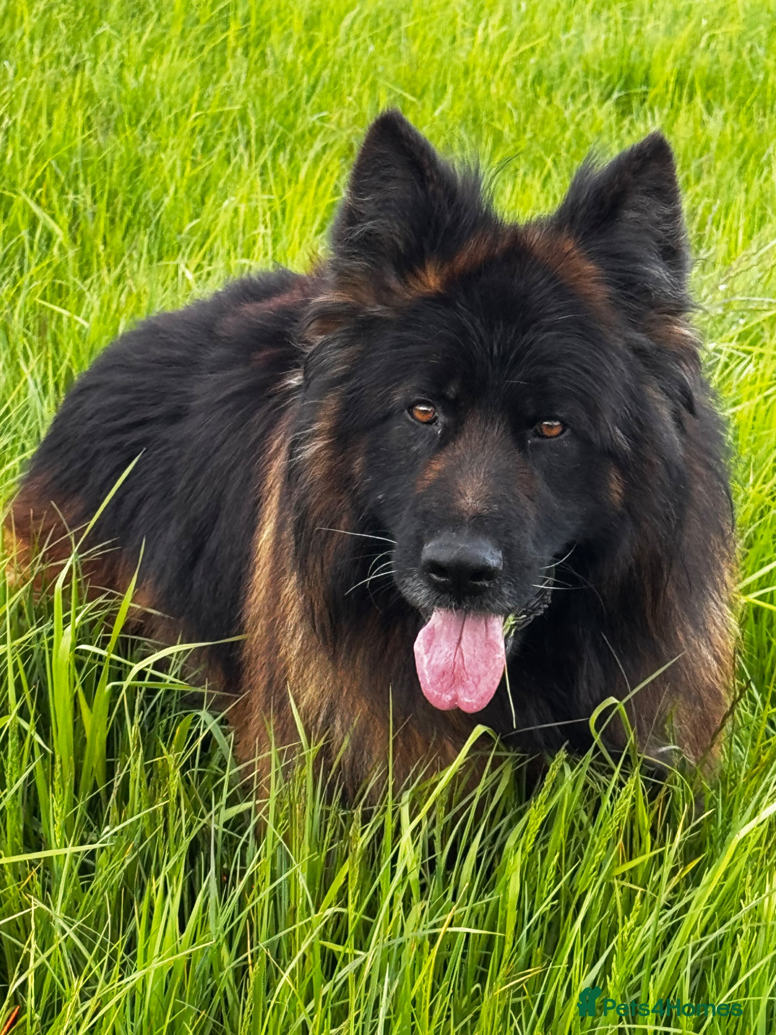 German Shepherd dogs ⭐️ LUX kc reg ⭐️ - Advert 16