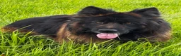 German Shepherd dogs for stud: ⭐️ LUX kc reg ⭐️ - Advert 2
