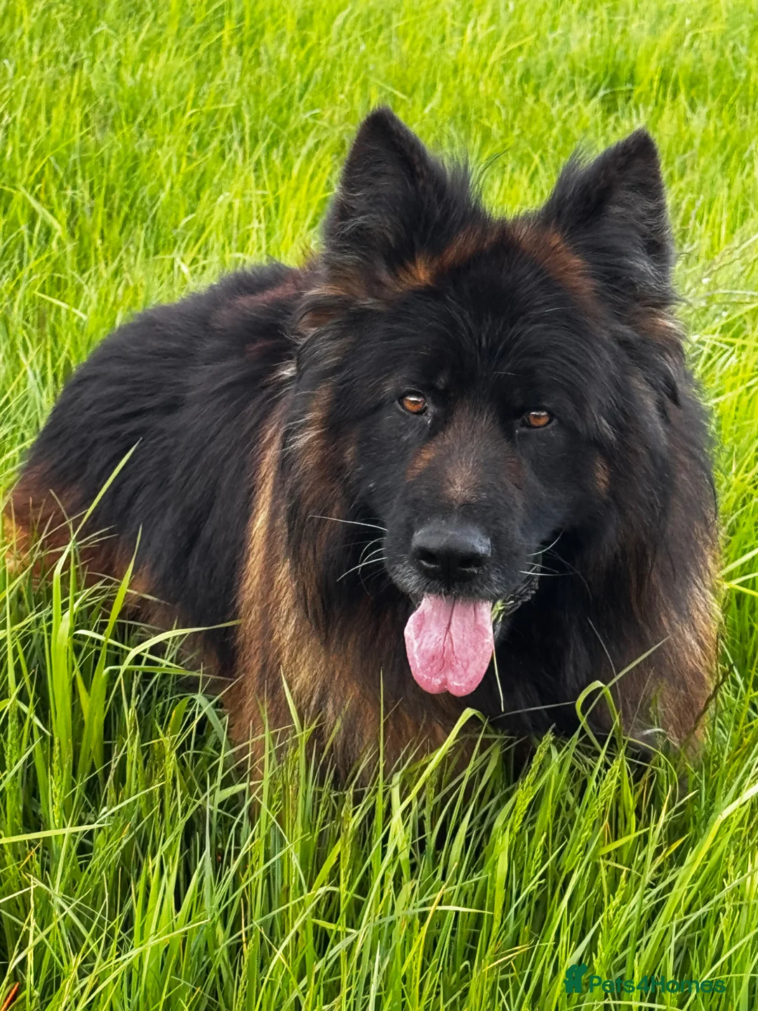 German Shepherd dogs for stud: ⭐️ LUX kc reg ⭐️ - Advert 2