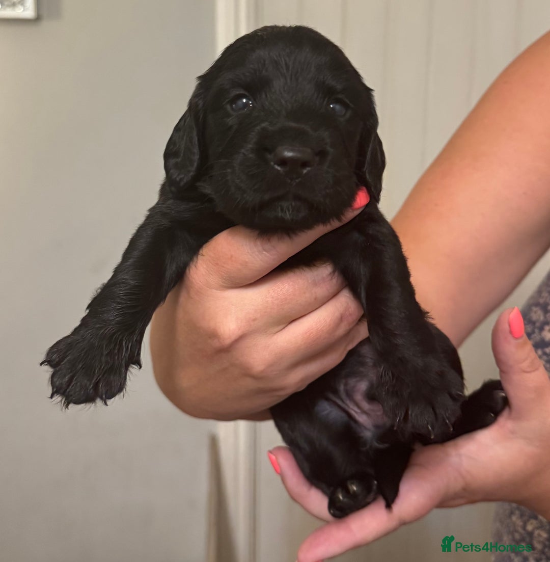 Sprocker dogs for sale: Sprockers - Image 8