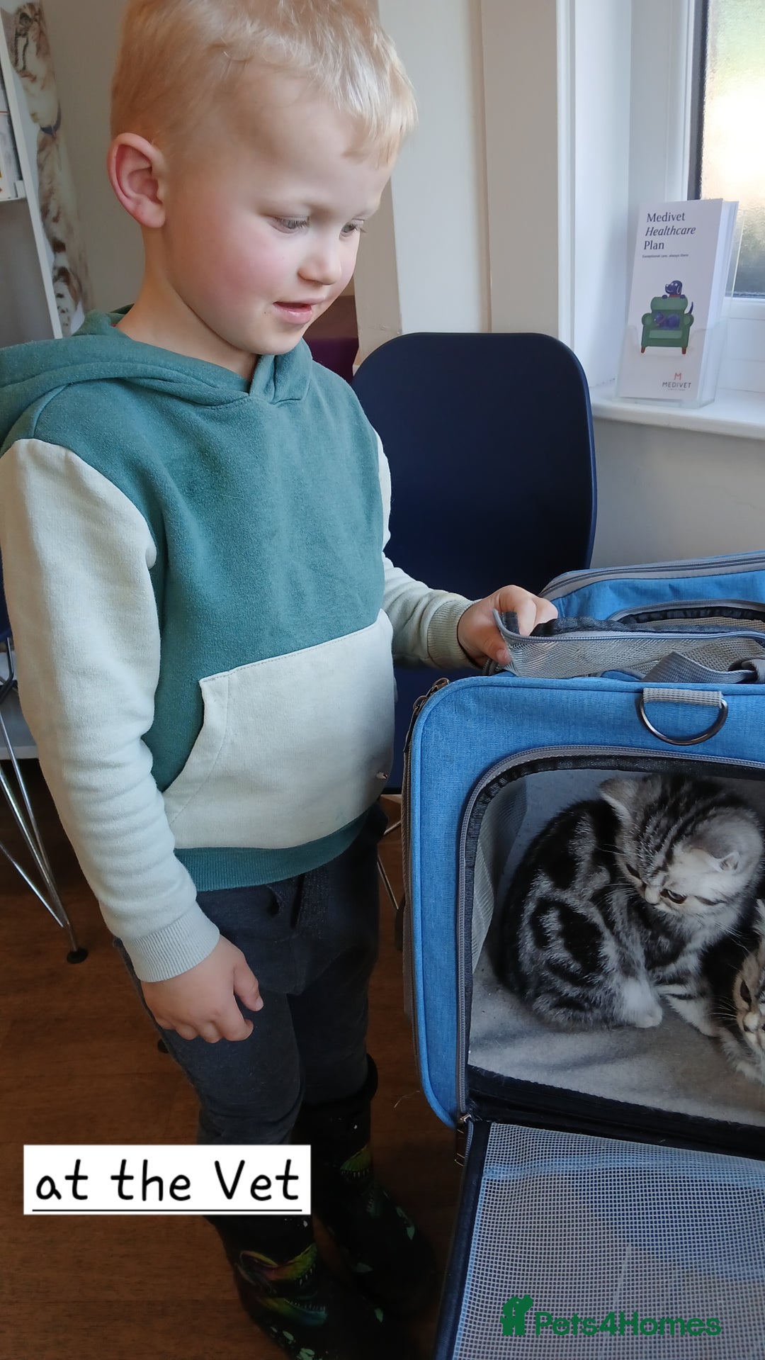 British Shorthair cats for sale: Bsh. Silver Tabby Classic .GCCF . - Advert 10