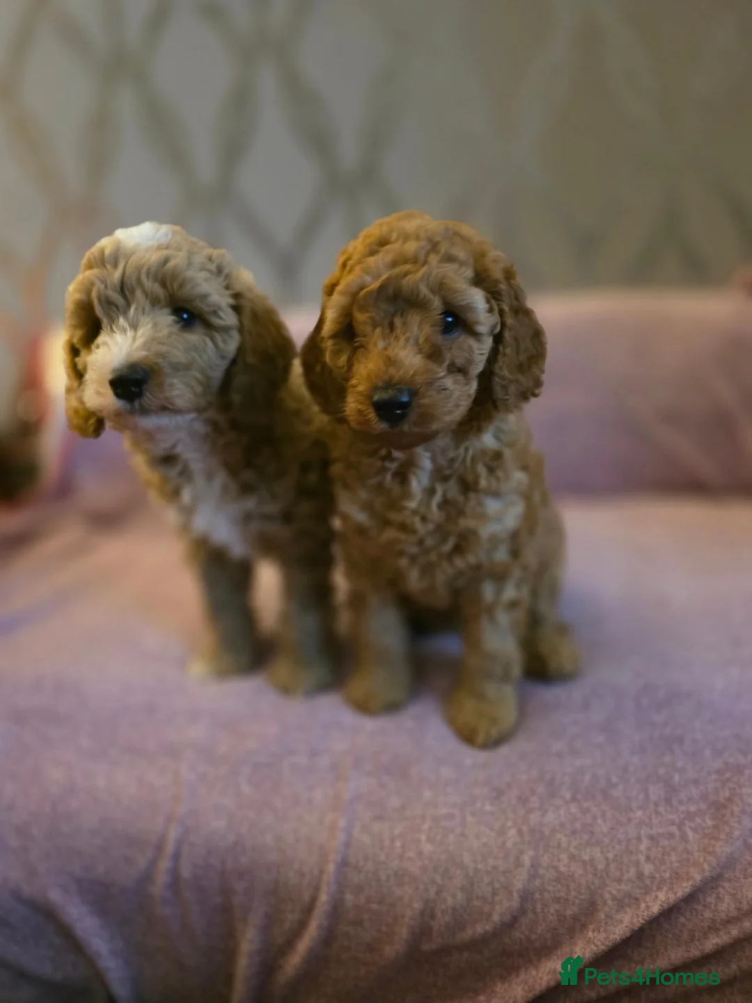 Cockapoo dogs for sale: Miniature cockapoo  in Bathgate - Advert 1