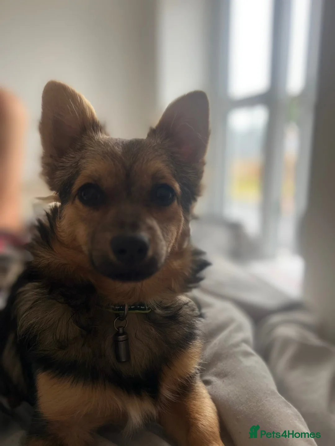 Pomchi dogs for sale: Puppy  in Spalding - Advert 1