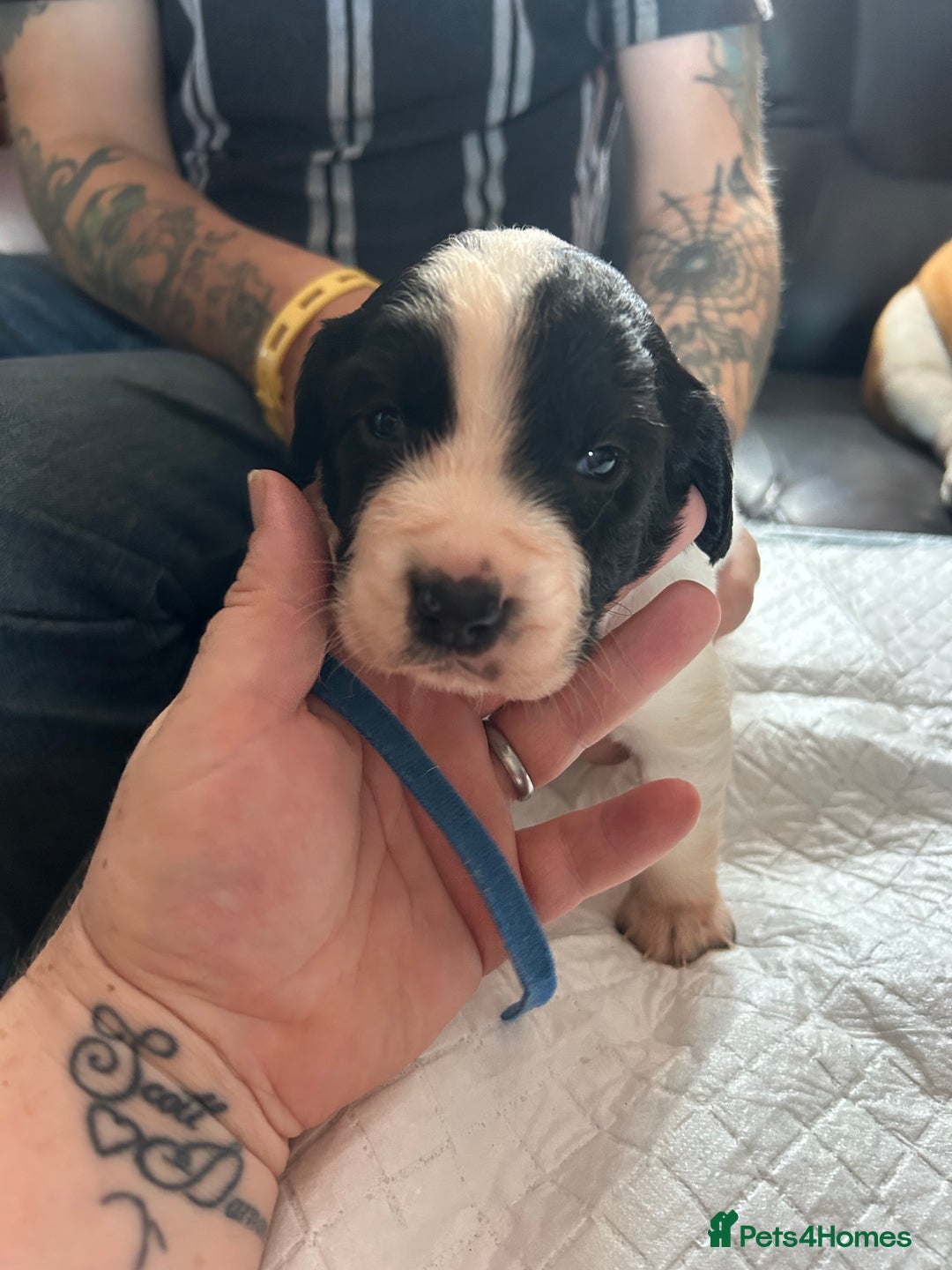 Sprocker dogs for sale: Beautiful surprise  - Image 7