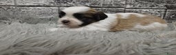 Mixed Breed dogs for sale: Lhasa apso/ shihtzu pups - Advert 1