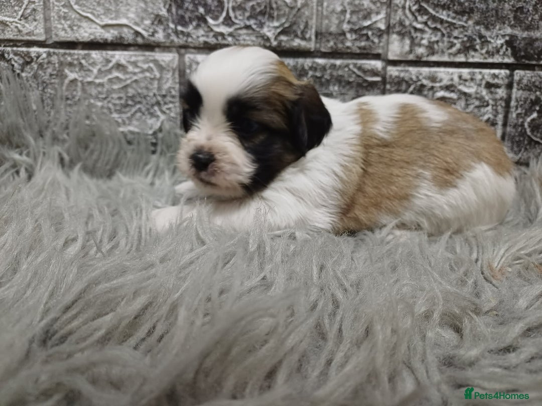 Mixed Breed dogs for sale: Lhasa apso/ shihtzu pups - Advert 1