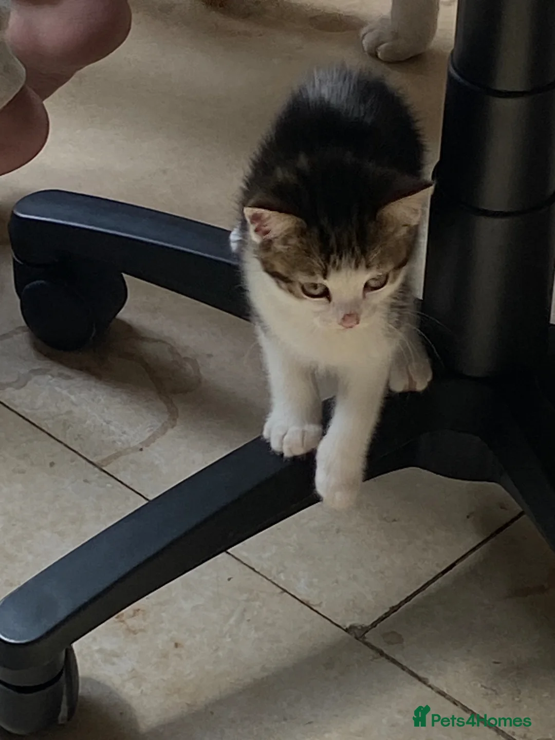 Mixed Breed cats for sale: 4 Beautiful litter trained Kittens - Advert 2