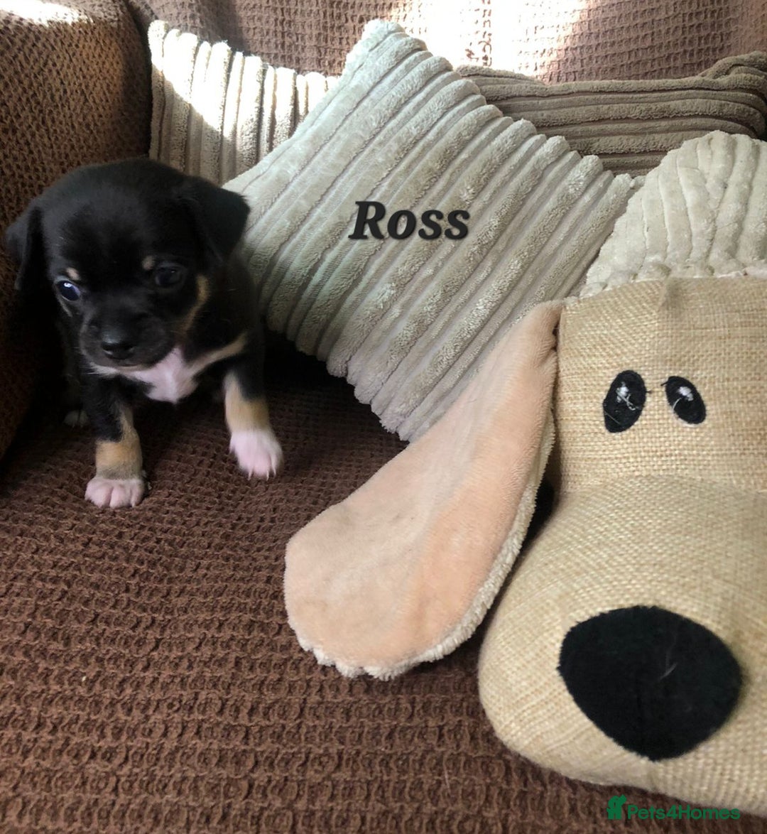 Chihuahua dogs for sale: Adorable black and tan chihuahua puppies  - Image 2