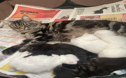 Mixed Breed cats for sale: Cute kittens for sale  - Image 8