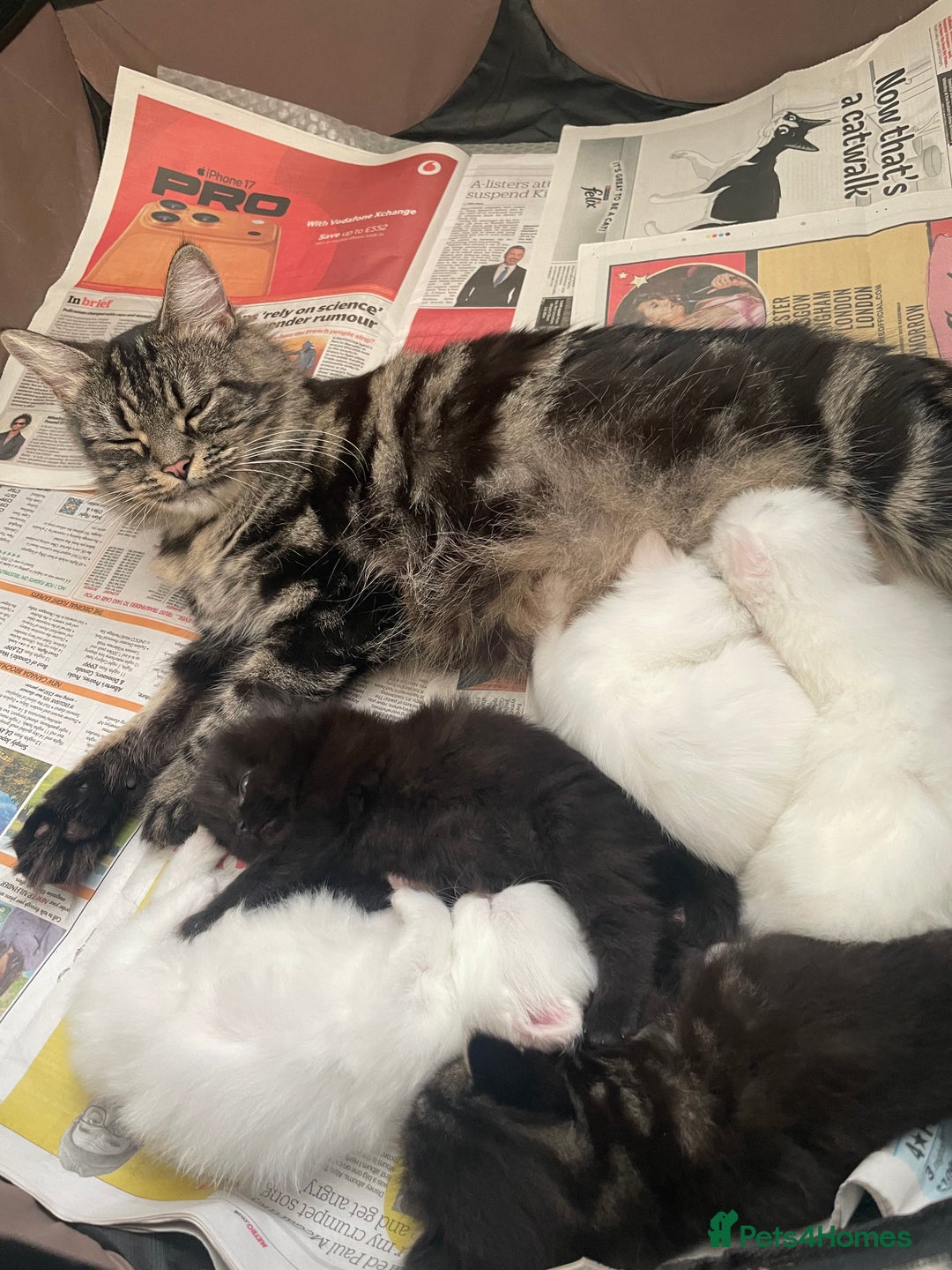 Mixed Breed cats for sale: Cute kittens for sale  - Image 8