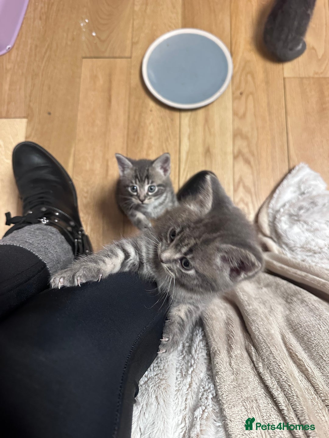 Mixed Breed cats for sale: 3 little grey cuties  - Advert 17