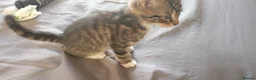 Mixed Breed cats for sale: Part maincoon part Persian kittens  in Birmingham - Advert 11