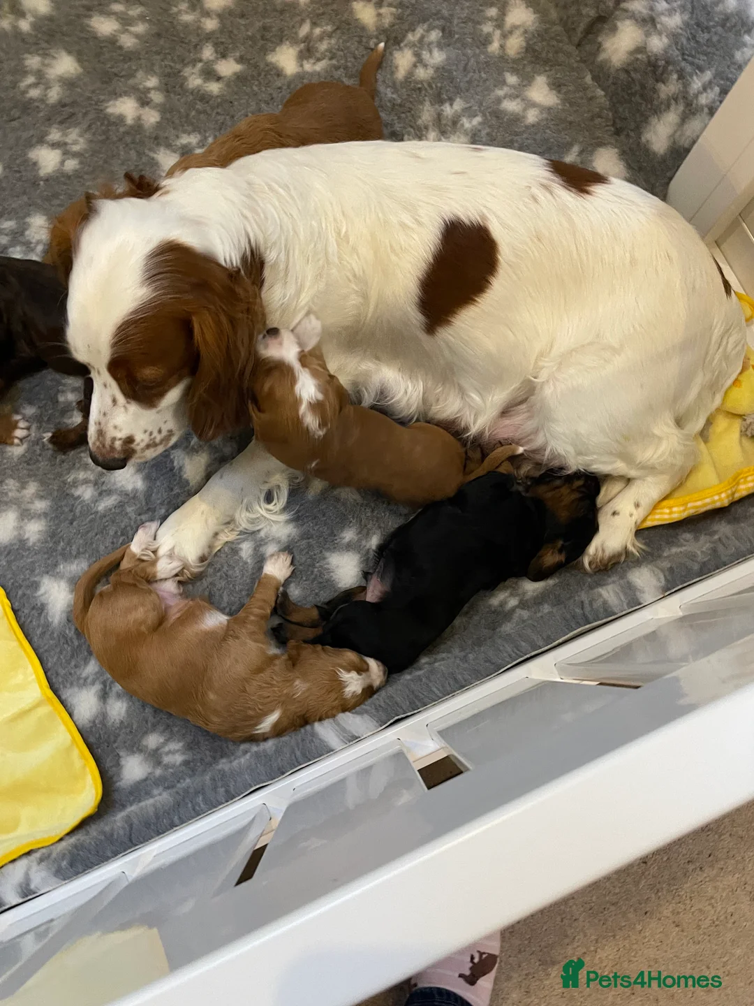 Cocker Spaniel dogs for stud: K C registered - Mr Midnight for Stud in Huddersfield - Advert 8