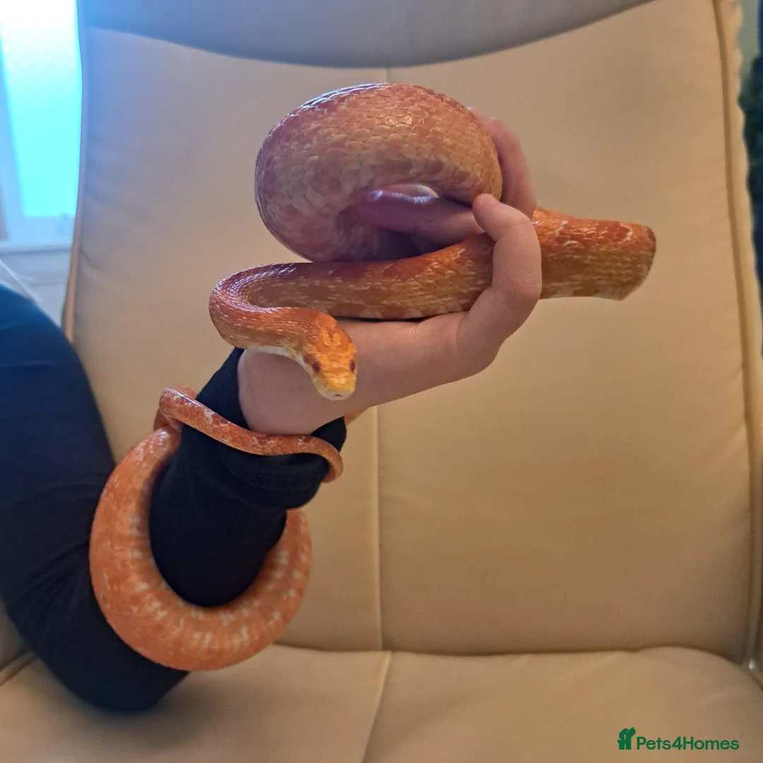 Corn Snake reptiles for sale: Corn snake with vivvarium in Ivybridge - Advert 33