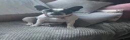 French Bulldog dogs for sale: Sad rehoming of female french bulldog  - Advert 1