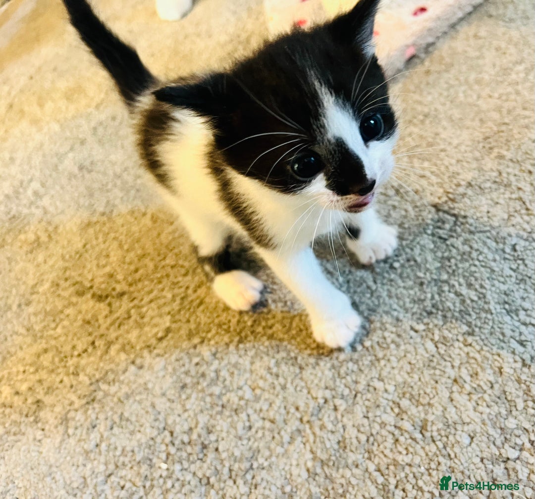 Mixed Breed cats for sale: Gorgeous Siamese Snowshoe Grey Tabby Kittens  - Image 5