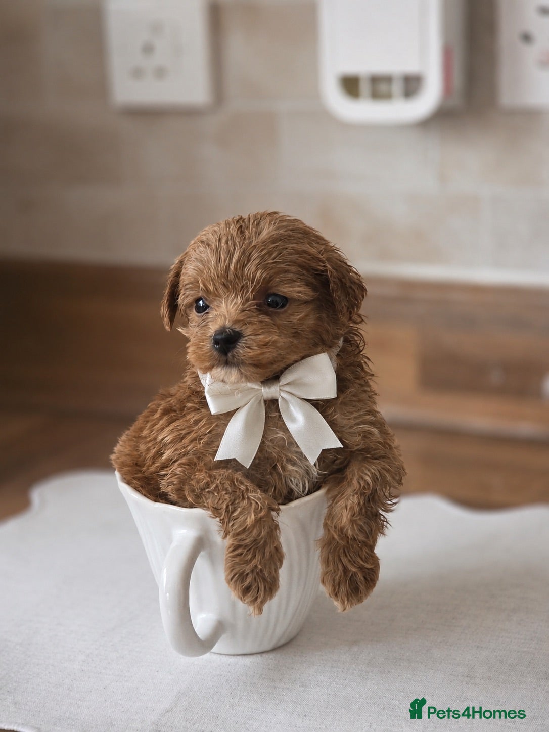 Maltipoo dogs Tiny toy teddy faced Maltipoo puppies  - Advert 8