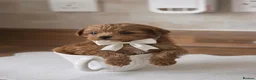 Maltipoo dogs for sale: Tiny toy teddy faced Maltipoo puppies  - Advert 7