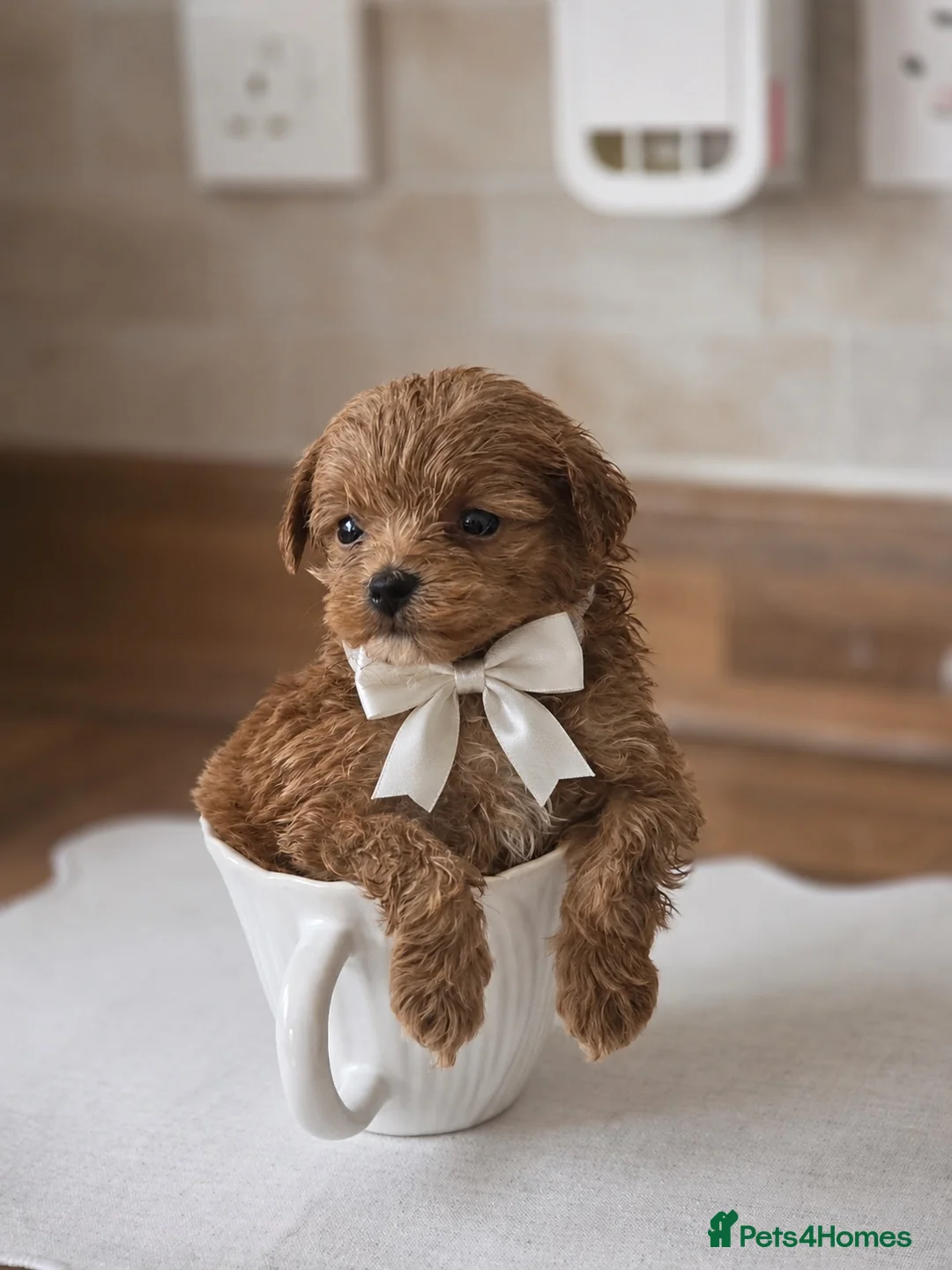Maltipoo dogs for sale: Updated pics Tiny toy teddy faced Maltipoos   - Advert 1