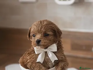 Maltipoo dogs Updated pics Tiny toy teddy faced Maltipoos - Advert 2